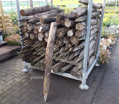 Boompaal Kastanjehout