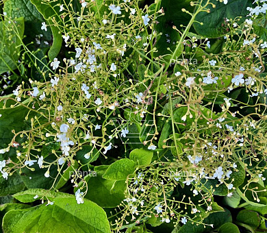 Brunnera macrophylla 'Betty Bowring'