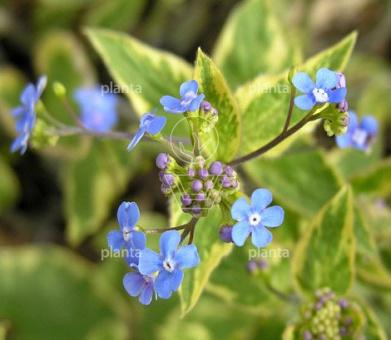 Brunnera macrophylla 'Hadspen Cream'