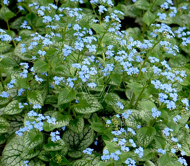 Brunnera macrophylla 'Jack Frost'