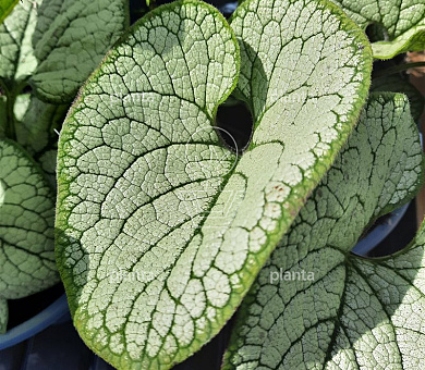 Brunnera macrophylla 'Silver Heart'