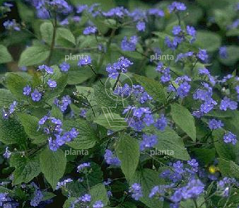 Brunnera macrophylla