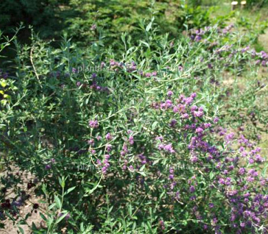 Buddleja alternifolia 'Unique'