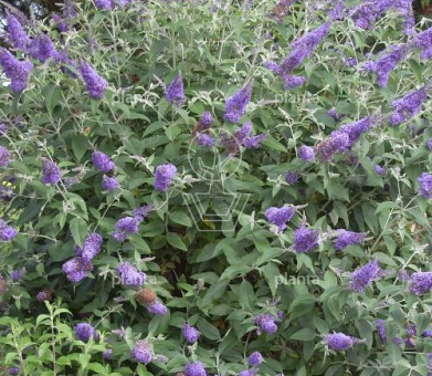 Buddleja davidii 'Lochinch'