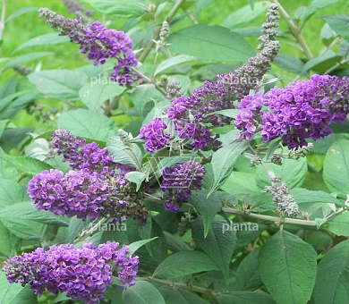 Buddleja davidii 'Blue Chip'
