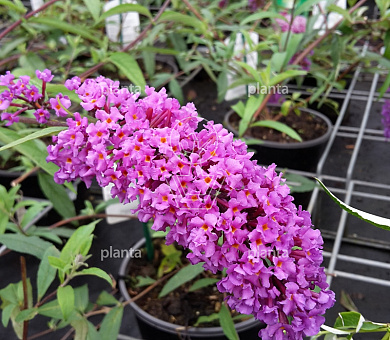 Buddleja davidii 'Border Beauty'