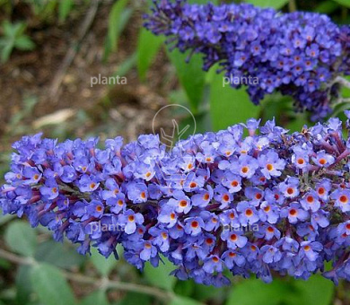Buddleja davidii 'Empire Blue'