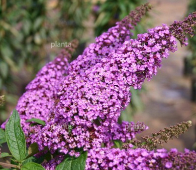 Buddleja davidii 'Ile de France'