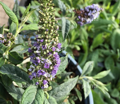 Buddleja davidii 'Lilac Chip'