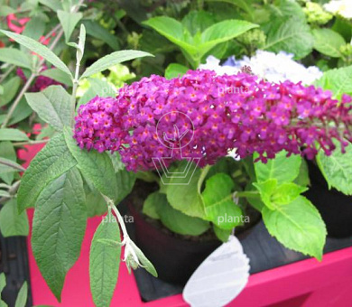 Buddleja davidii 'Miss Ruby'