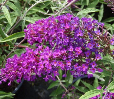 Buddleja davidii 'Nanho Purple'