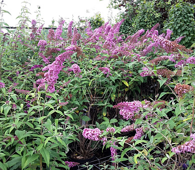 Buddleja davidii 'Pink Delight'