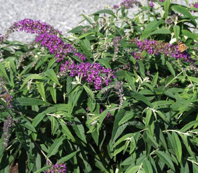 Buddleja davidii 'Purple Chip'