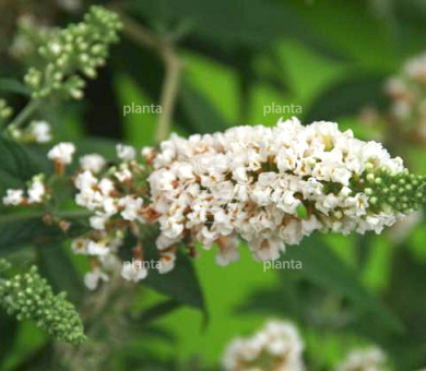 Buddleja davidii 'White Chip'