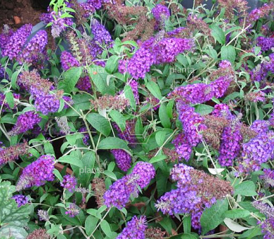 Buddleja davidii Buzz 'Violet'