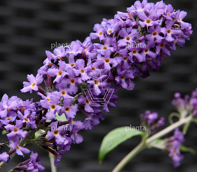 Buddleja davidii Free petite 'Blue Heaven'