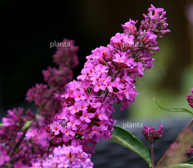 Buddleja davidii Free Petite 'Tutti Fruitti'