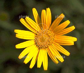 Buphthalmum salicifolium