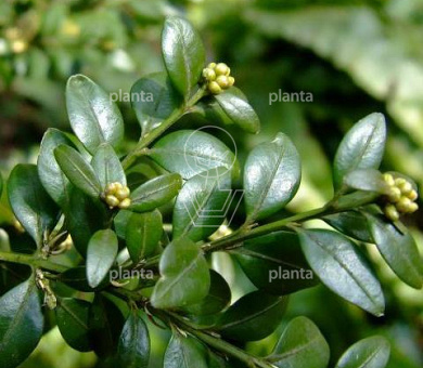 Buxus sempervirens