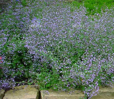 Calamintha nepeta 'Blue Cloud'