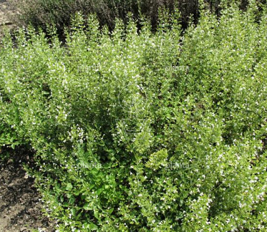 Calamintha nepeta 'White Cloud'