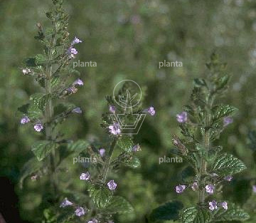 Calamintha nepeta