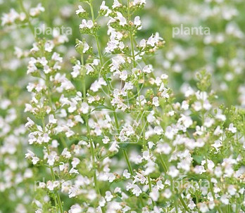 Calamintha nepeta ssp. nepeta