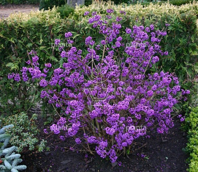 Callicarpa bodinieri 'Profusion'
