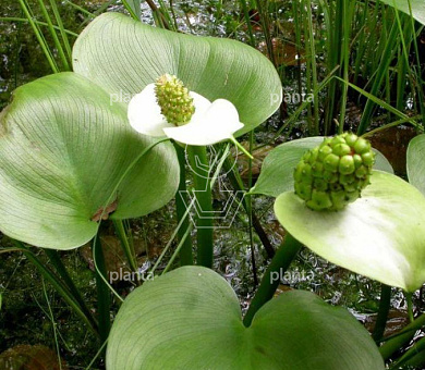 Caltha palustris