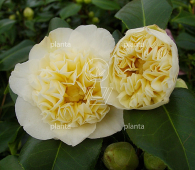 Camellia j. 'Brushfield's Yellow'