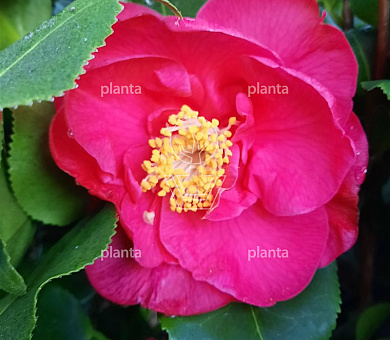 Camellia japonica 'Dr. King'