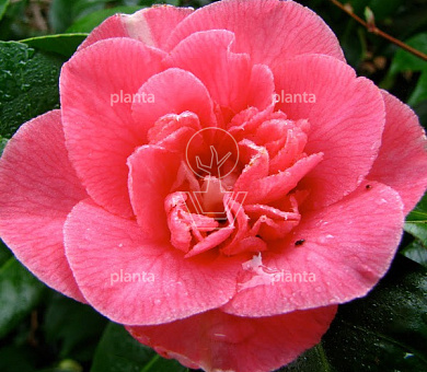Camellia japonica 'Marie Bracey'
