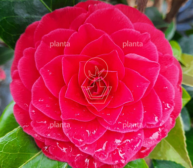 Camellia reticulata 'Black Lace'