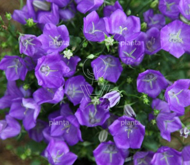 Campanula carpatica 'Blaue Clips'