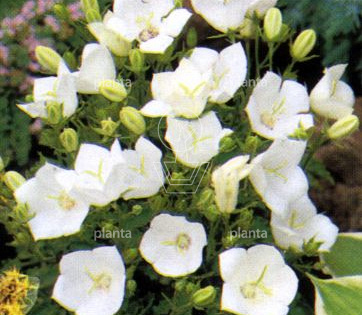 Campanula carpatica 'Weisse Clips'