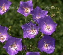 Campanula carpatica