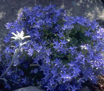Campanula garganica