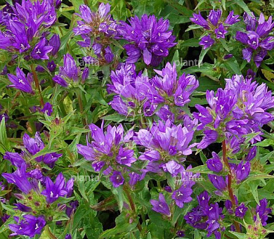 Campanula glomerata 'Acaulis'