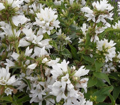 Campanula glomerata 'Alba'