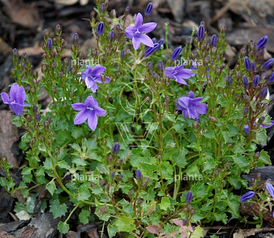Campanula portenschlagiana