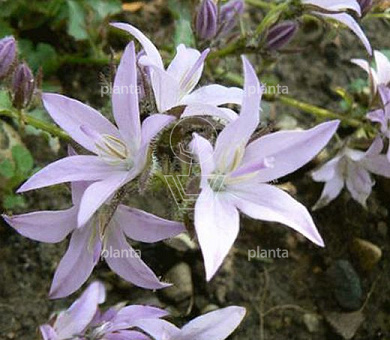 Campanula poscharskyana 'Lisduggan Var.'