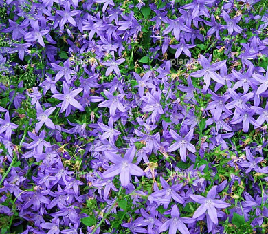 Campanula poscharskyana