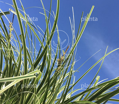 Carex 'Feather Falls' 