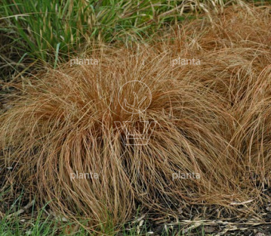 Carex comans 'Bronze Form'