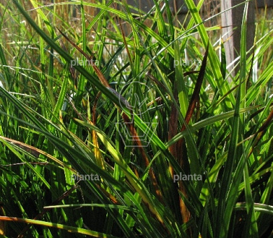 Carex morrowii