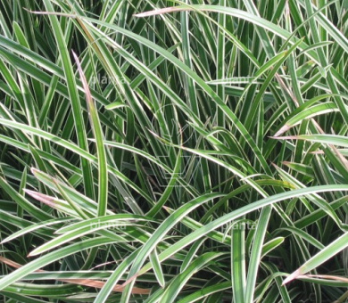 Carex morrowii 'Variegata'