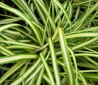 Carex oshimensis 'Evergold'