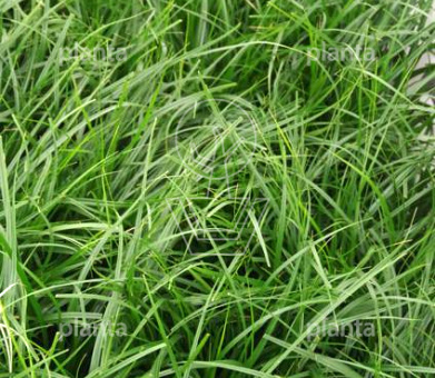 Carex oshimensis 'Evergreen'