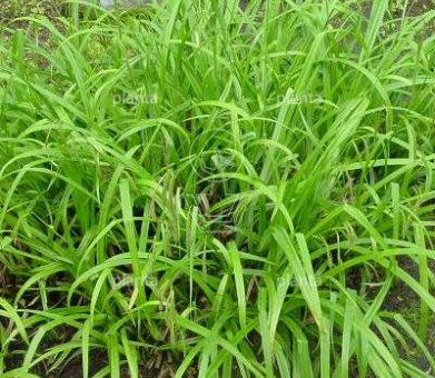 Carex pendula