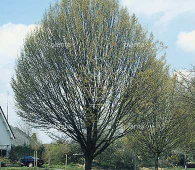 Carpinus bet. 'Fastigiata'